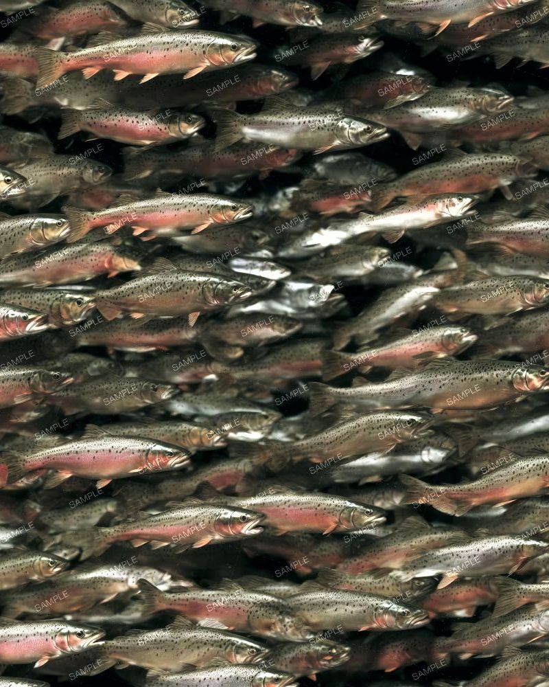 School of Rainbow Trout