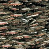 School-of-Rainbow-Trout.jpg