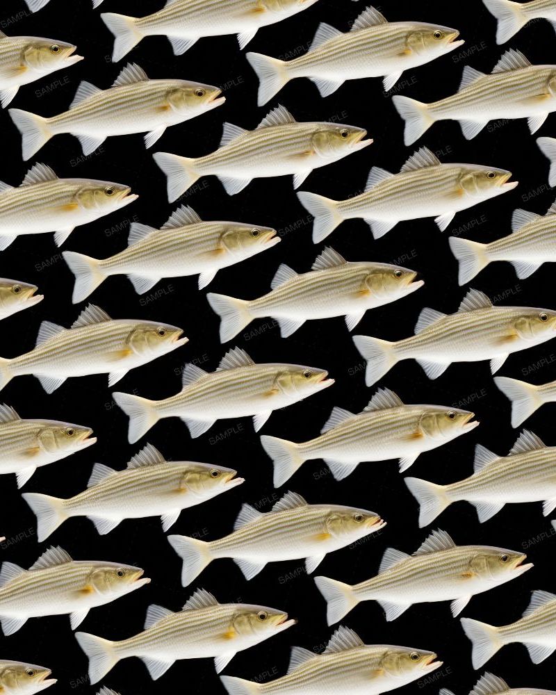 School of Striper Bass 43