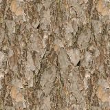 Scots-Pine-Bark-22.jpg