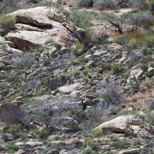 Scrub Canyon Camouflage