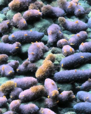 Sea Cucumbers