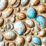 Sea-Shells-on-the-Sea-Shore.jpg