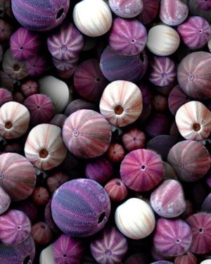 Sea Urchins 22