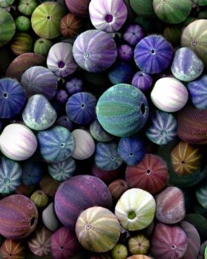 Sea Urchins 23