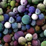 Sea-Urchins-23.jpg