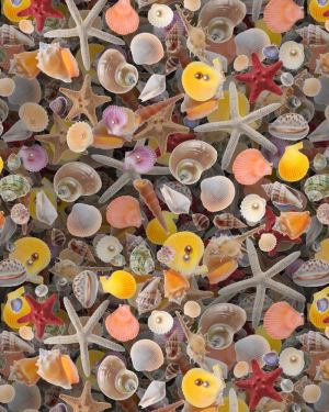Seashells 22