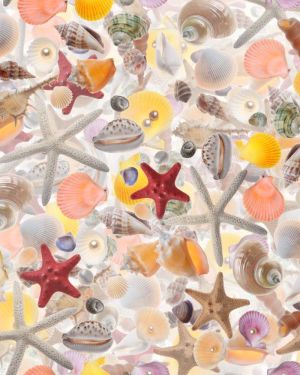 Seashells 23
