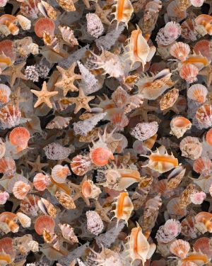 Seashells 24