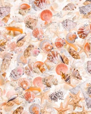 Seashells 25