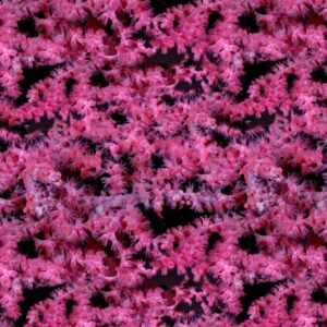 Seahorse Camouflage