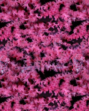 Seahorse Camouflage