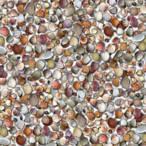 Seashell 23