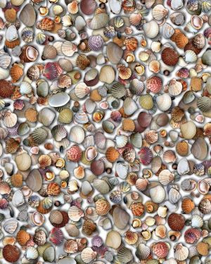 Seashell 23