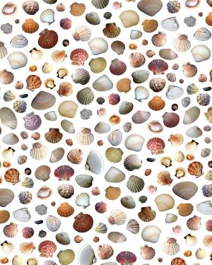Seashell 24