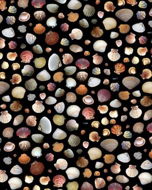 Seashell 25