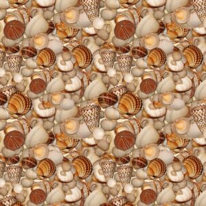Seashells 26