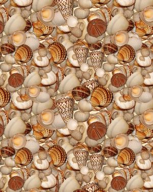 Seashells 26