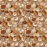 Seashells-26.jpg