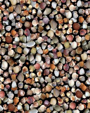 Seashell 26
