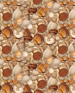 Seashells 27