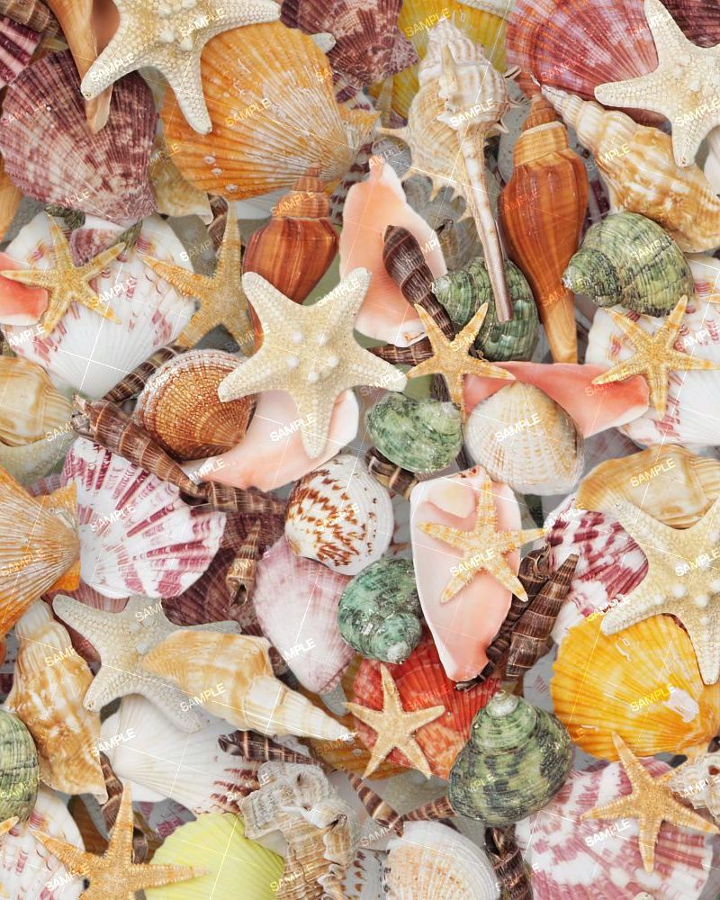 Seashells 40
