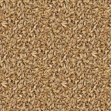 Seeds.jpg