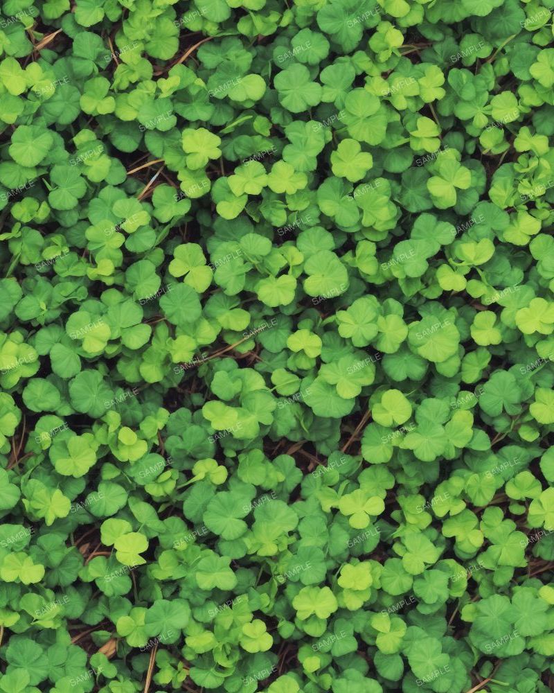 Shamrock Ground Cover