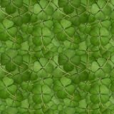 Shamrocks-23.jpg