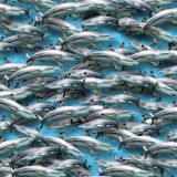 Shark-Attack-19.jpg