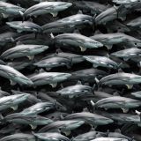 Shark-Attack-21.jpg