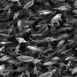 Shark-Attack-24.jpg