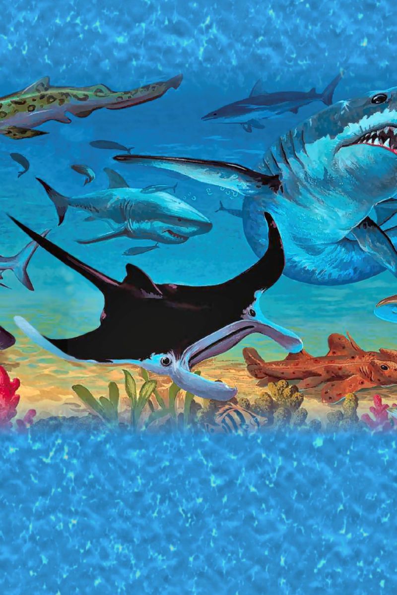 Sharks 11×16