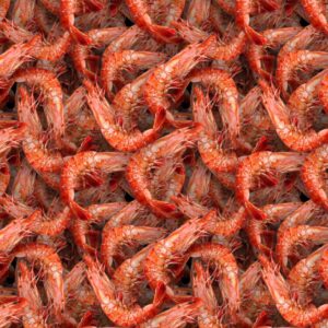 Shrimp 22