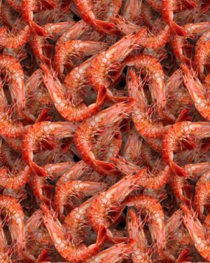 Shrimp 22