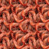 Shrimp-22.jpg