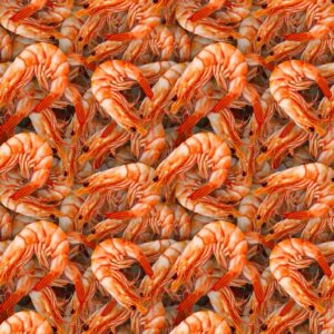 Shrimp 23