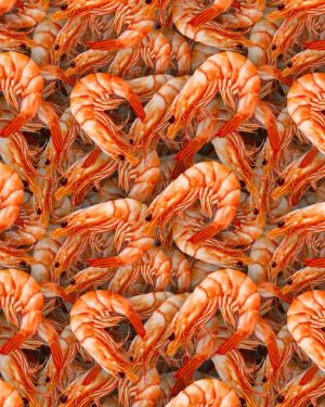Shrimp 23