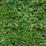 Shrubbery-thumb.jpg