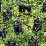 Silverback-Gorillas.jpg