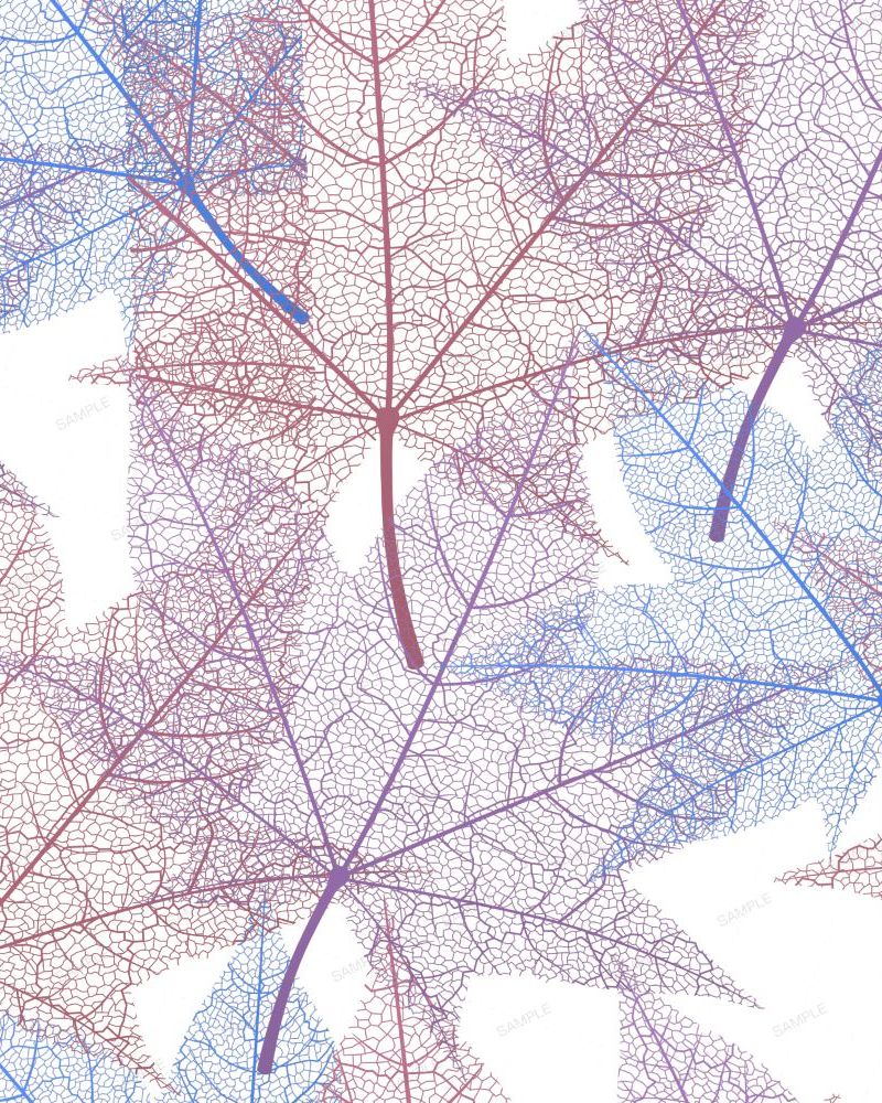 Skeleton Leaves 24