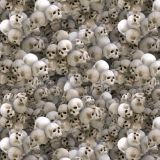 Skull-Crypt.jpg