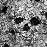 Skull-Of-Flowers-thumb.jpg