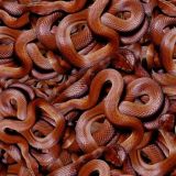 Snake-Pit-22.jpg