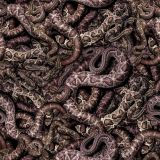 Snake-Pit-24.jpg