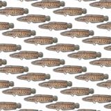 Snakehead-Fish-22.jpg
