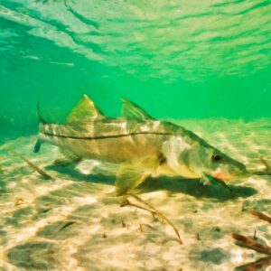 Snook 1