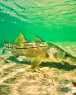 Snook 1