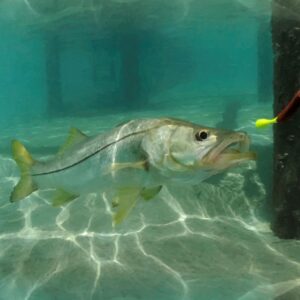 Snook Dock 22