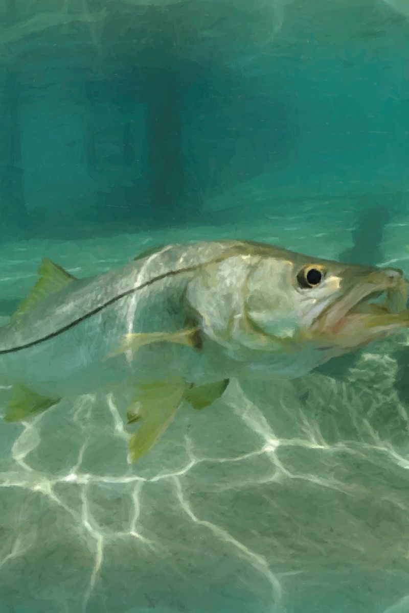 Snook Dock 22